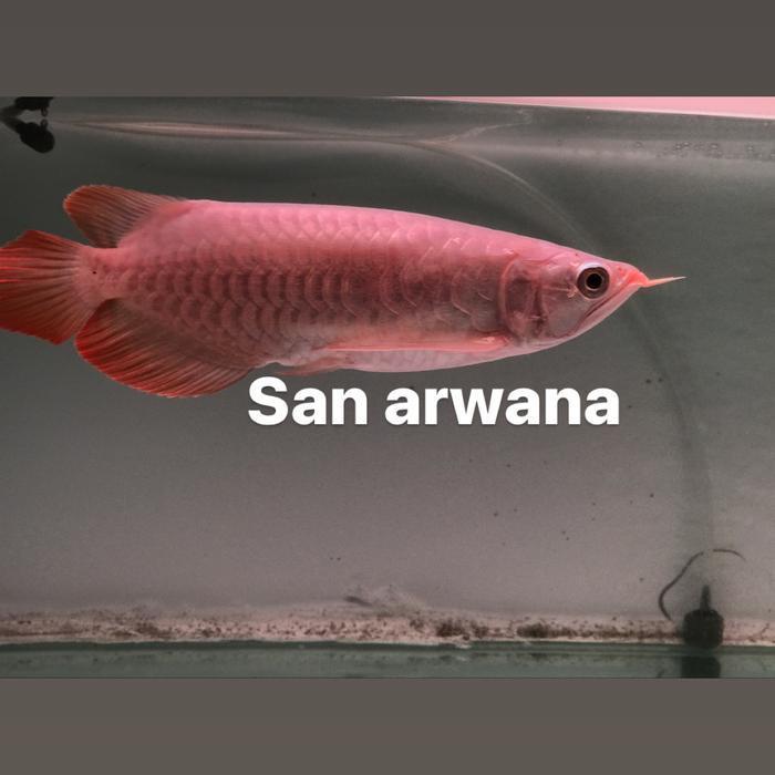 San Arwana Super Red Arowana SR Kalimantan Lengkap Sertifikat Chip Ikan Sehat Body Gemuk Genetik Mer