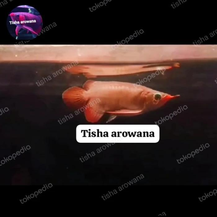 arwana super red Chili red sepauk short body SR Sb