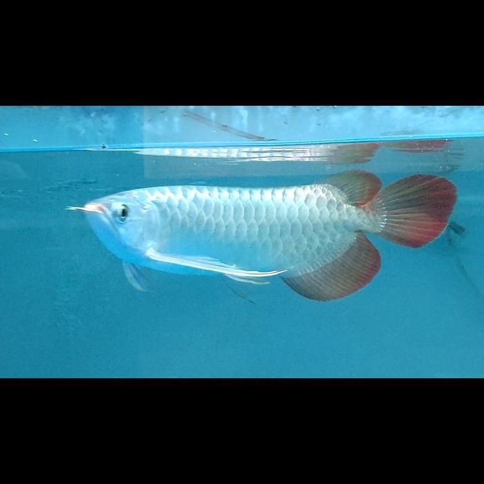 arwana super red special metalik