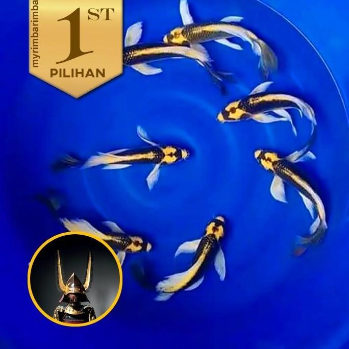 Paket Koloni (isi 10) Baby Koi Kabuto Golden Slayer Ikan Hias Kolam Aquarium Aquascape