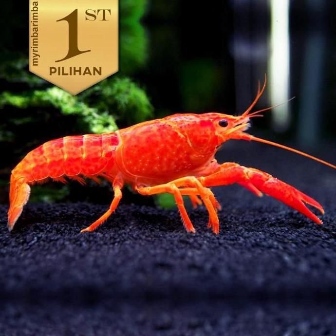 Paket Koloni (isi 10) Lobster Merah Hiasan Aquarium Tanaman Aquascape Paludarium Ikan Hias
