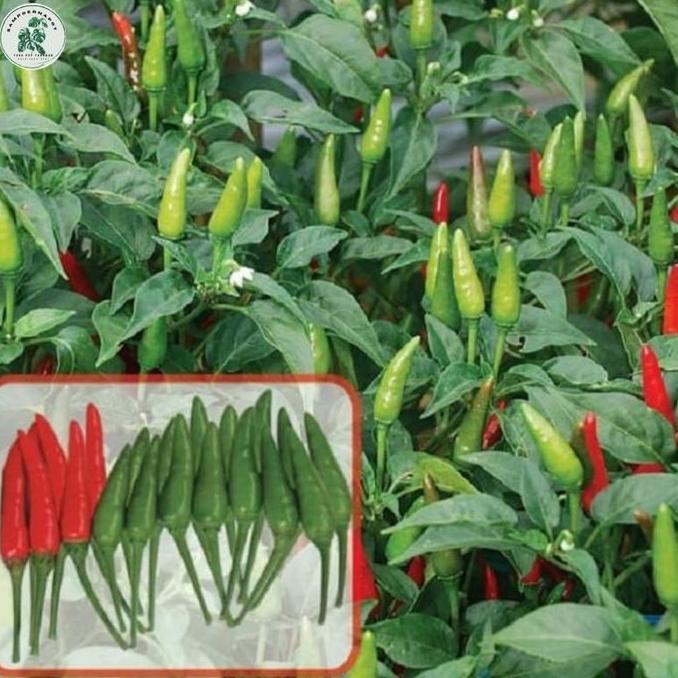 Huayuan- Benih Bibit Cabai Rawit Pelita F1 Cap Panah Merah - Cabai Pelita F1