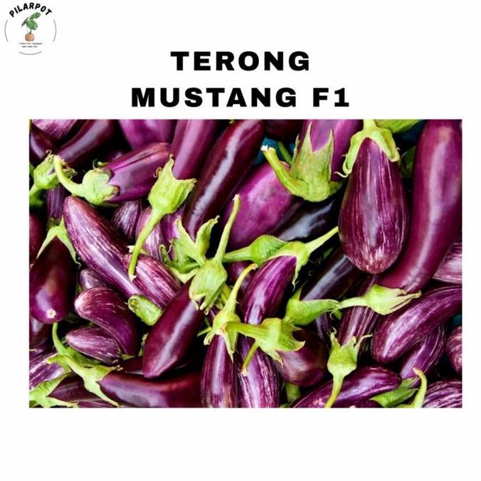 Parkz- Benih Bibit Terong Ungu Mustang F1 Cap Panah Merah - Terong Mustang F1