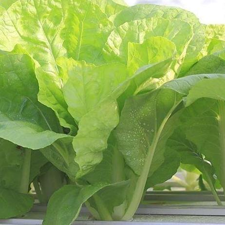 Nutrisi Hidroponik AB Mix Sayur / Sayuran Daun 5 Liter [terbaik]