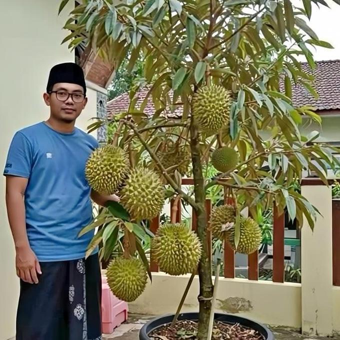 BIBIT DURIAN OKULASI(MUSANGKING, MONTONG BAWOR,MERAH,DURI HITAM DLL) kopi benih TERJAMI