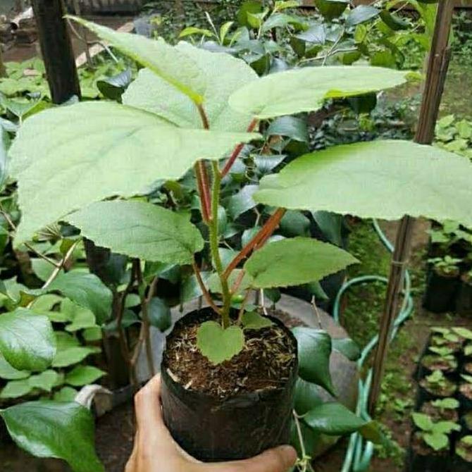 Bibit Tanaman Buah Kiwi-Bibit Buah Kiwi Asli TERJAMI