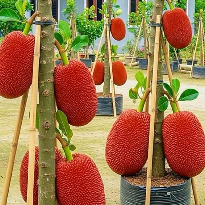 BIBIT NANGKA MERAH THAILAND SUPER UNGGUL SIAP TANAM Cocok untuk Halaman Rumah Tanaman Buah Segar dan