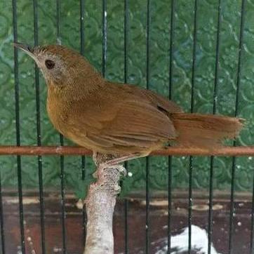 NEW BURUNG WAMBI MINI IMPORT ORI