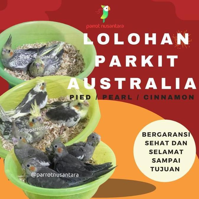 NEW LOLOHAN PARKIT AUSTRALIA FALK COCKATIEL ANAKAN ORI