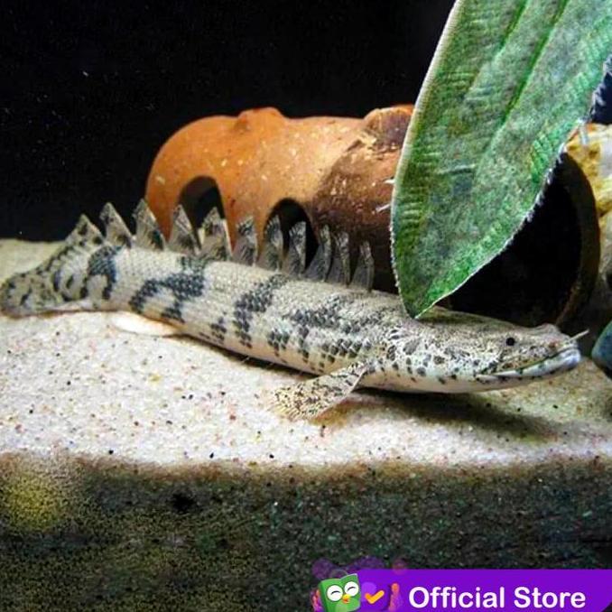Duniaaquarium- Palmas Delhezi / Ikan Predator / Ikan Hias Aquascape