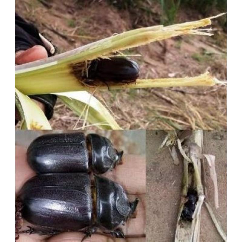 Insektisida Lu 50 Ew 200Ml - Obat Hama Serangga Tanaman Ampuh Pembasmi Hama Serangga Tanaman Lufenur