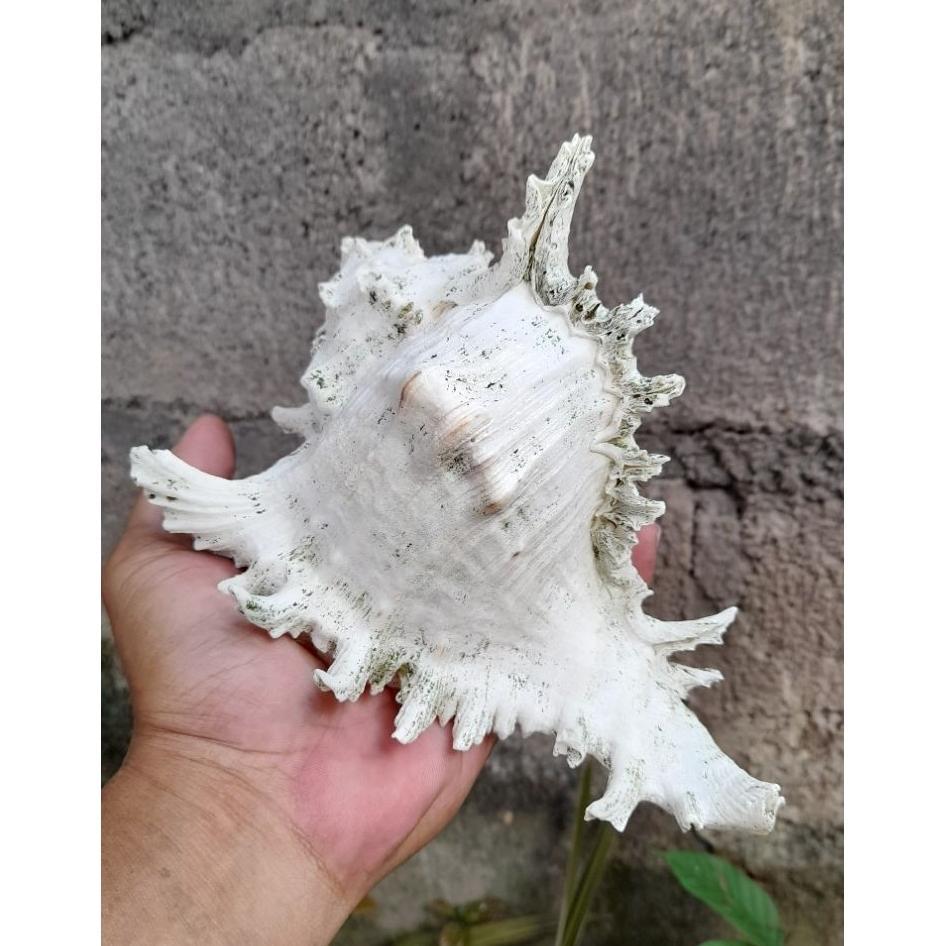 Cangkang Kerang Murex Ramosus Jumbo