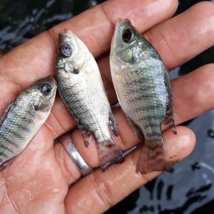 paket bibit ikan mujair hitam nirwana ukuran 1-2 jari isi 50 ekor