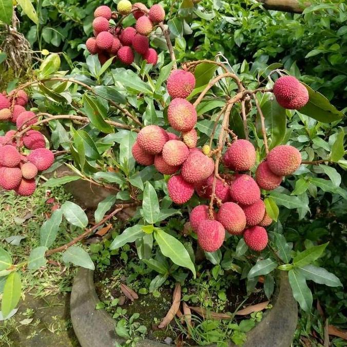 bibit tanaman leci merah cangkok rimbun asli siap bunga