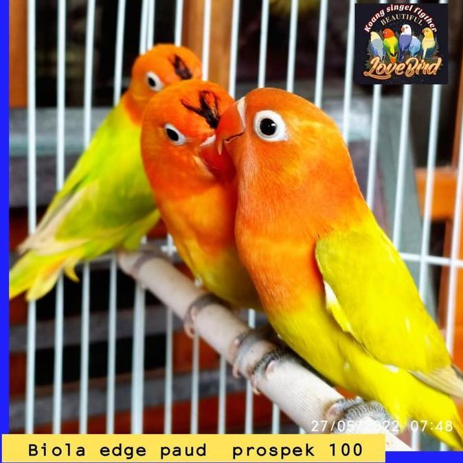 NEW BURUNG LOVE BIRD LOVEBIRD BIOLA EDGE BALIBU PROSPEK ORI