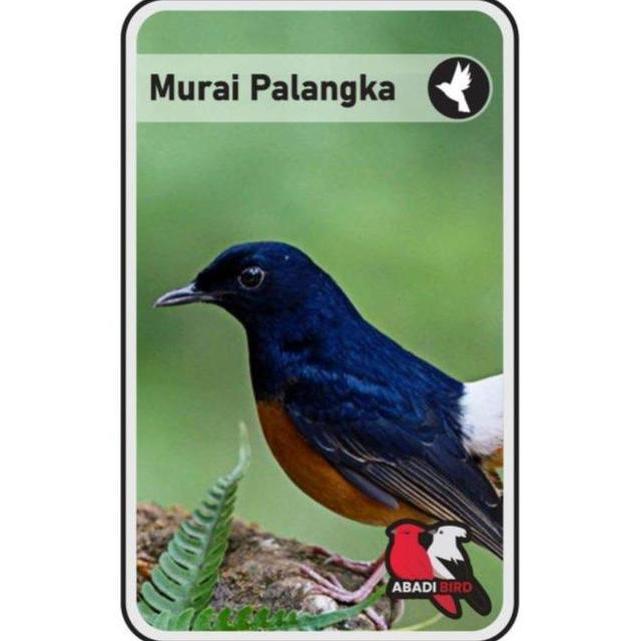 NEW BURUNG MURAI PALANGKA EKOR PANJANG PALMERAH ORI