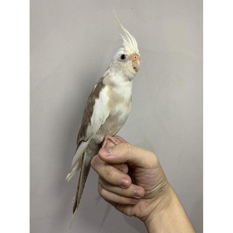NEW FALK WHITE FACE JINAK TOTAL ORI