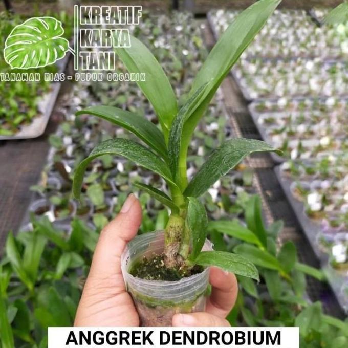 Place- Tanaman Anggrek Dendrobium - Anggrek Dendrobium Ukuran Besar