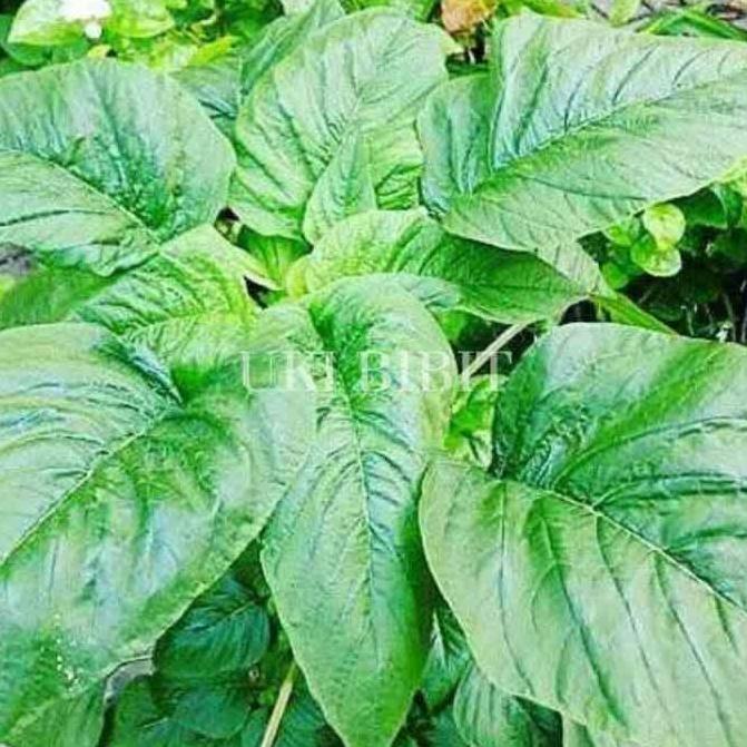 Place- ( 10 Gram ) Benih Biji Bayam Petik | Bayam Kakap | Bayam Daun Lebar