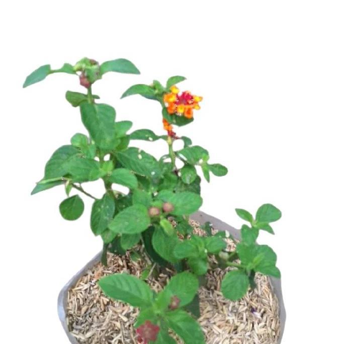 Tanaman Hias Bunga Lantana Kuning | Pohon Lantana Bunga Kuning | Bunga Lantana