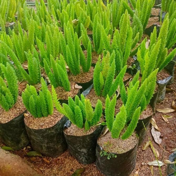 tanaman ekor tupai - pohon ekor tupai