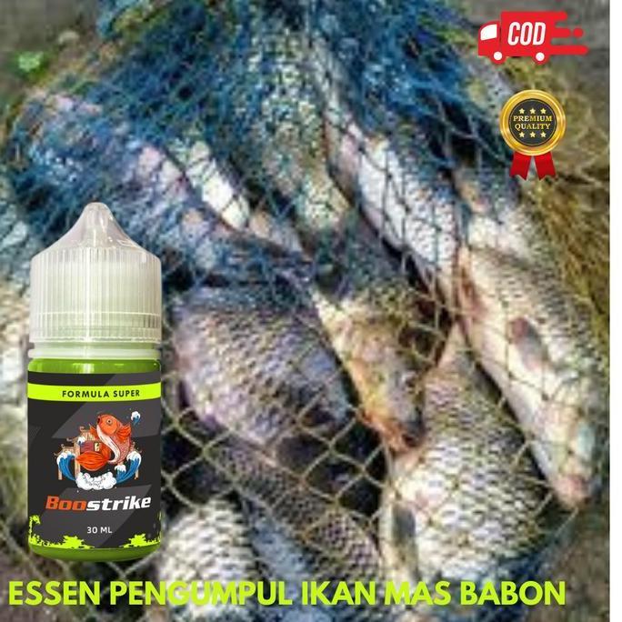 Essen Umpan Mancing Ikan Mas Rame Indukan (TERBAIK) (TERBARU) (TERMURAH)