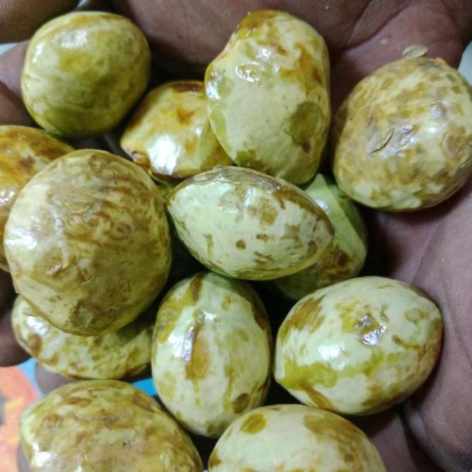 Jengkol Setengah Tua/Muda Cocok Buat Sambal Goreng  Dan Lalapan