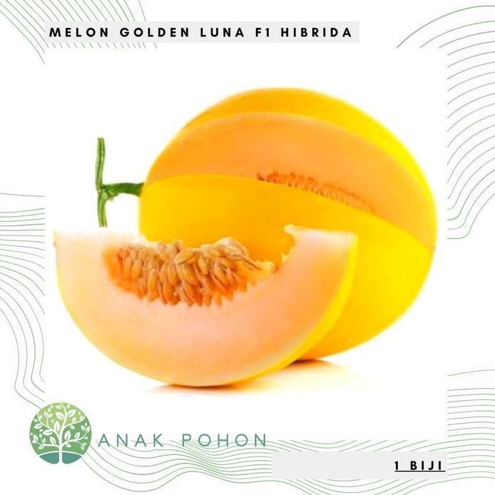 ready Benih Bibit Biji - Melon Luna Golden Kuning F1 Hibrida Seeds murah