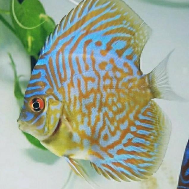 ikan discus blue mozaik