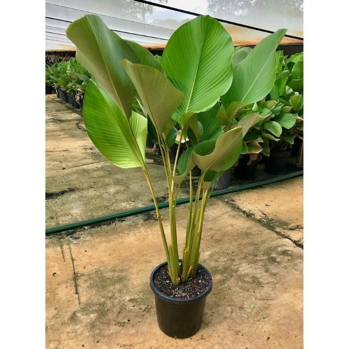 TANAMAN HIAS PISANG CHALATHEA TINGGI 1 METERAN, PISANG BEDAK murah
