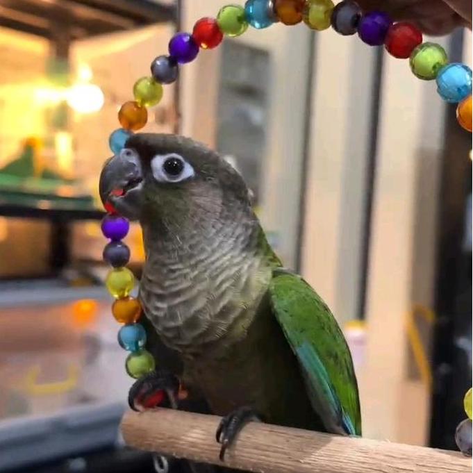Ready CRIMSON RED BELLIED CONURE X BLACKCAPPED CONURE . BURUNG SMALL CONURE HYBRID JINAK