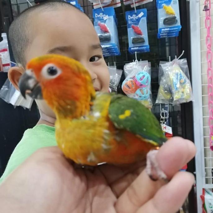 Ready BABY BURUNG SUN CONURE + DNA SEXING