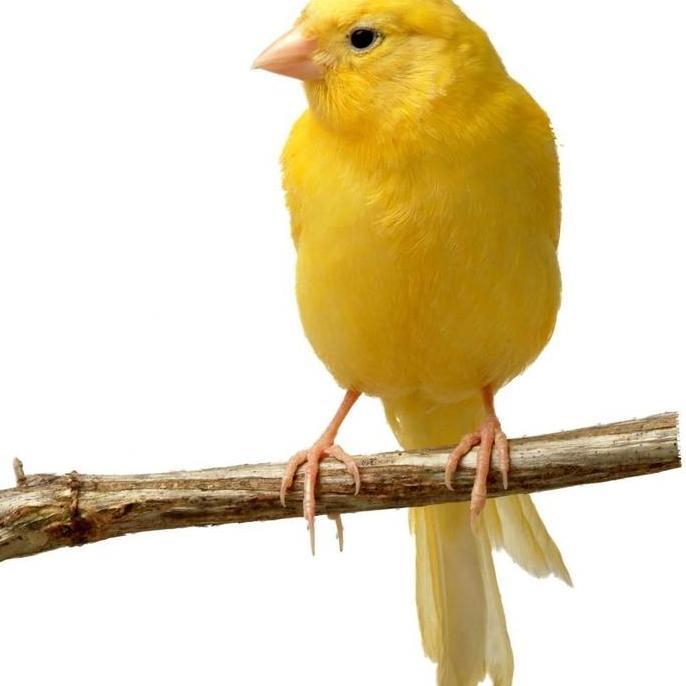 burung kenari loper cerah pilihan