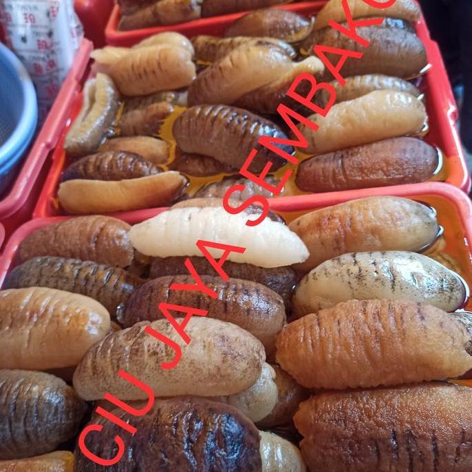 TERIPANG / HAISOM / HASIOM / HAISOM BELITUNG / HOISYEM