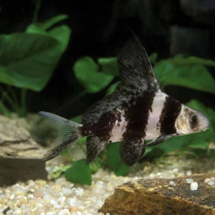 Chinese High Fin Chf Algaeater / CHF Chinese High Fin Banded Shark