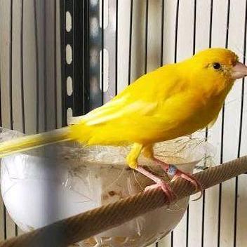 burung kenari AF betina siapan pilihan