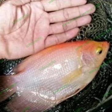paket indukan gurame padang ukuran 4- 5 jari isi 5 ekor