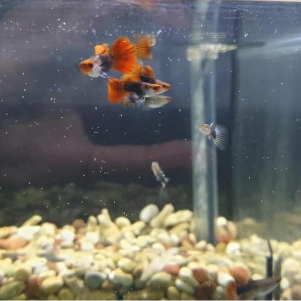 Guppy Tuxedo koi / Tuxedo Koi Guppy 1 pasang