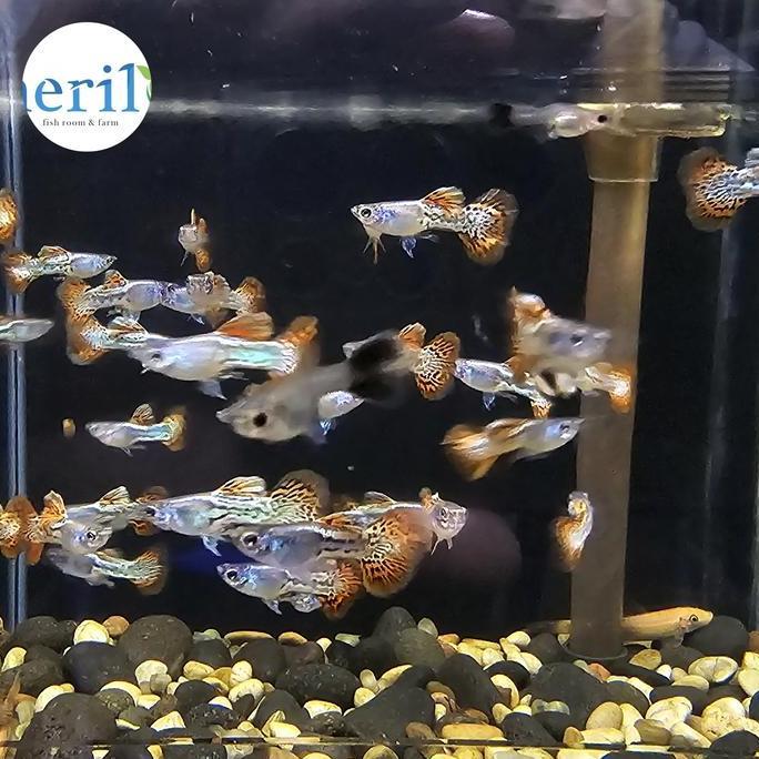 Guppy Metal Red Lace / Metal Redlace / guppy mrl