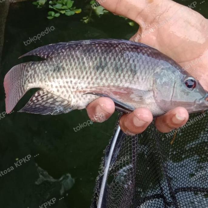 paket indukan ikan nila gesit hitam isi 4 ekor siap pijah