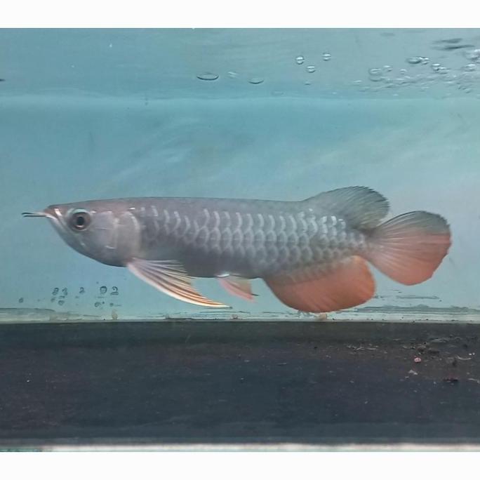 VIRALL ARWANA GOLDEN RED 30 CM. IKAN ARWANA GR HB. IKAN PREDATOR. HIAS. //