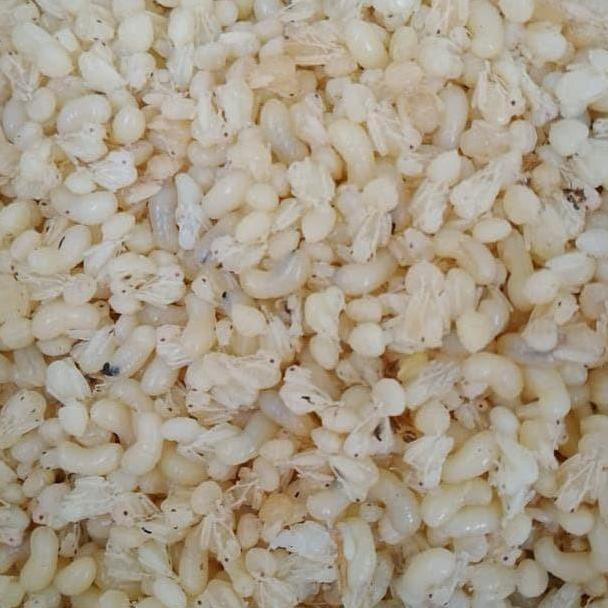 '' KROTO KHUSUS TELOR BESAR 1KG FRESH PUTIH ''