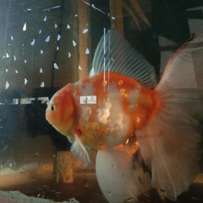 // IKAN MAS KOKI ORANDA *