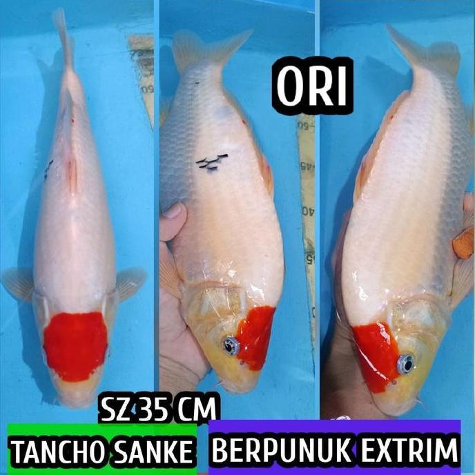 FYP IKAN KOI BLITAR TANCHO SANKE READY KOHAKU SHOWA CAGOI DLL //