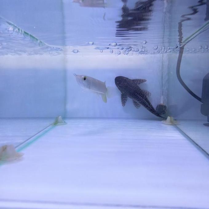 VIRALL ARWANA GREEN PINO 8-9 CM. SERTIFIKAT LENGKAP. REAL PICT. *