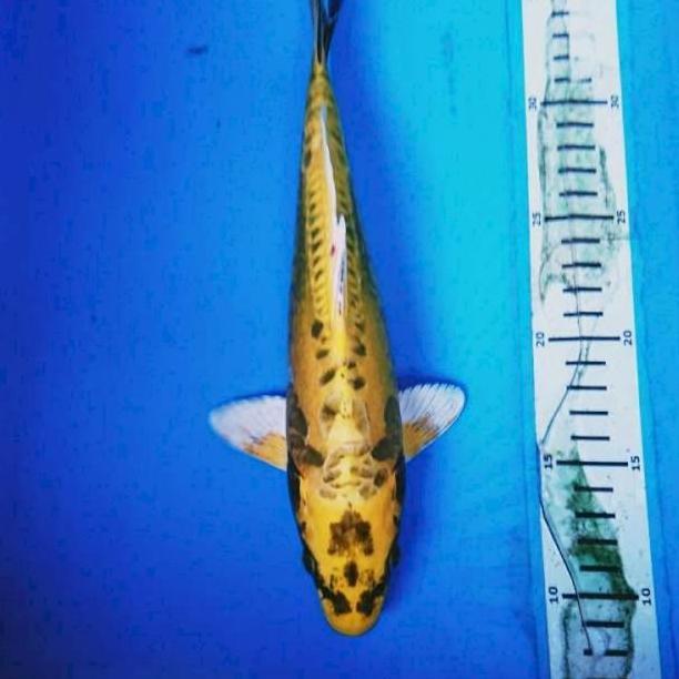 * IKAN KOI KIKO BLITAR 26-30 CM GRADE A *