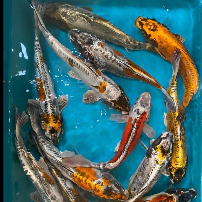 '' IKAN KOI KIKO 26-30CM GRADE A+ ''