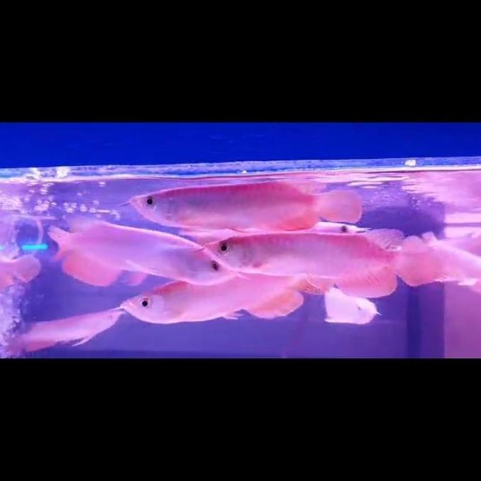 // IKAN ARWANA GOLDEN RED SIZE 18-20 CM SERTIFIKAT LENGKAP DAN CHIP DALAM //