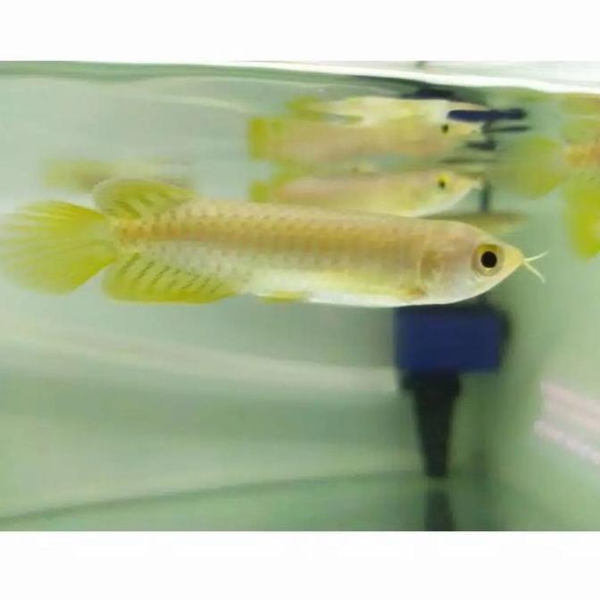 // IKAN ARWANA GREEN PINO SERTIFIKAT DAN CHIP - SIZE 9-10 CM *
