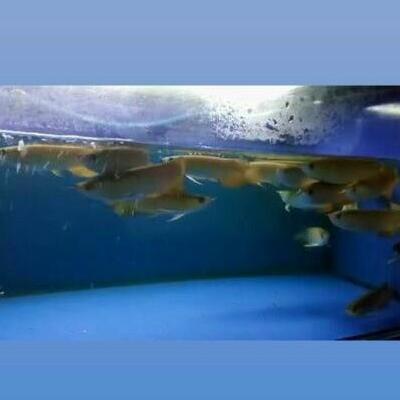 '' ARWANA AROWANA GOLDEN RED (RTG) 16 CM //